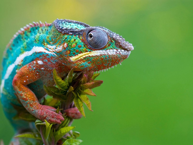 Colorful Panther Chameleon Wallpaper for Desktop 800x600