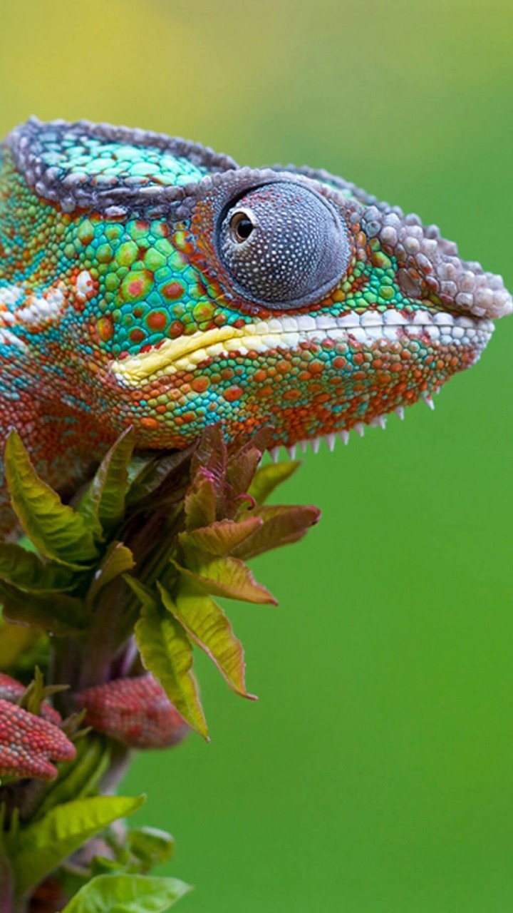 Colorful Panther Chameleon Wallpaper for Motorola Droid Razr HD