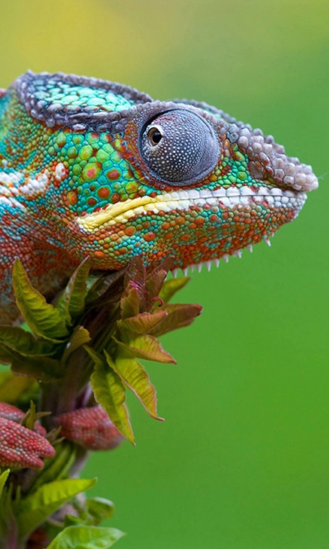 Colorful Panther Chameleon Wallpaper for HTC Desire HD
