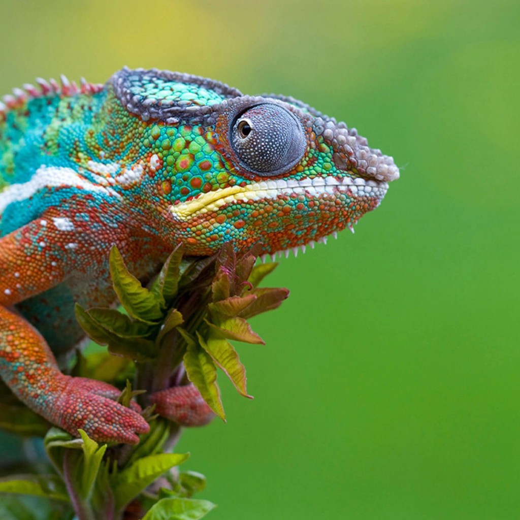 Colorful Panther Chameleon Wallpaper for Apple iPad 2
