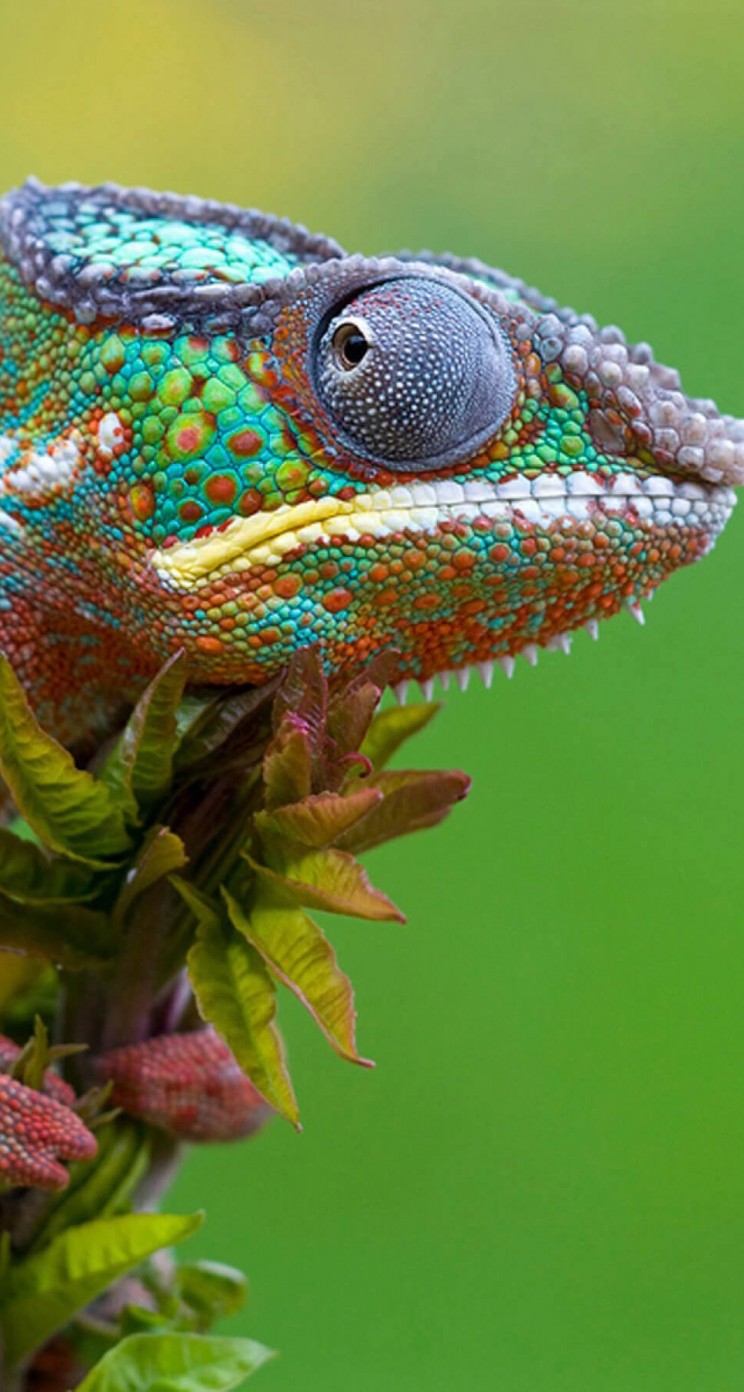 Colorful Panther Chameleon Wallpaper for Apple iPhone 5 / 5s