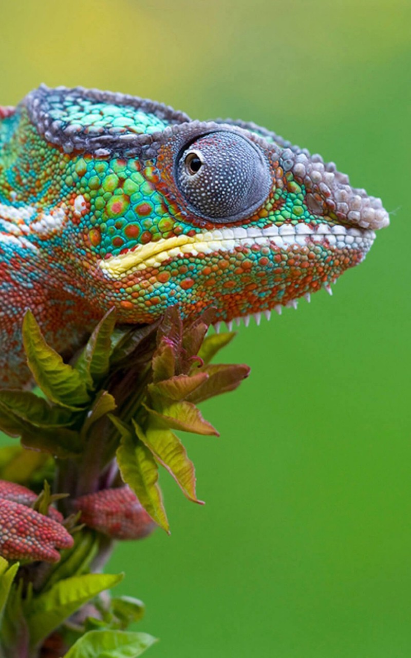 Colorful Panther Chameleon Wallpaper for Amazon Kindle Fire HD