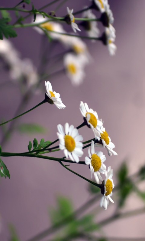 Daisy Flowers Wallpaper for HTC Desire HD