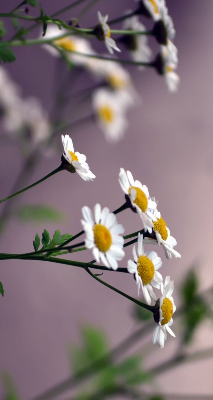 Daisy Flowers Wallpaper for Apple iPhone 5 / 5s