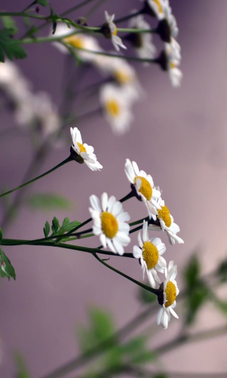 Daisy Flowers Wallpaper for Google Nexus 4