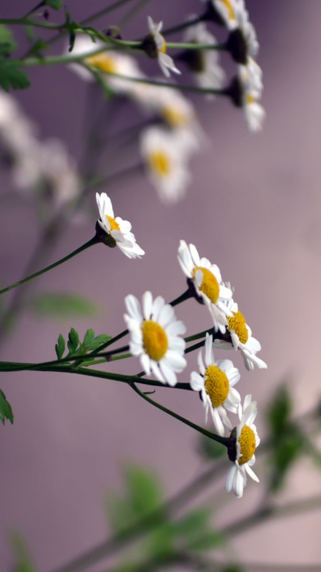 Daisy Flowers Wallpaper for SONY Xperia Z1