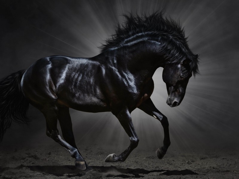 Dark Horse Wallpaper for Desktop 800x600