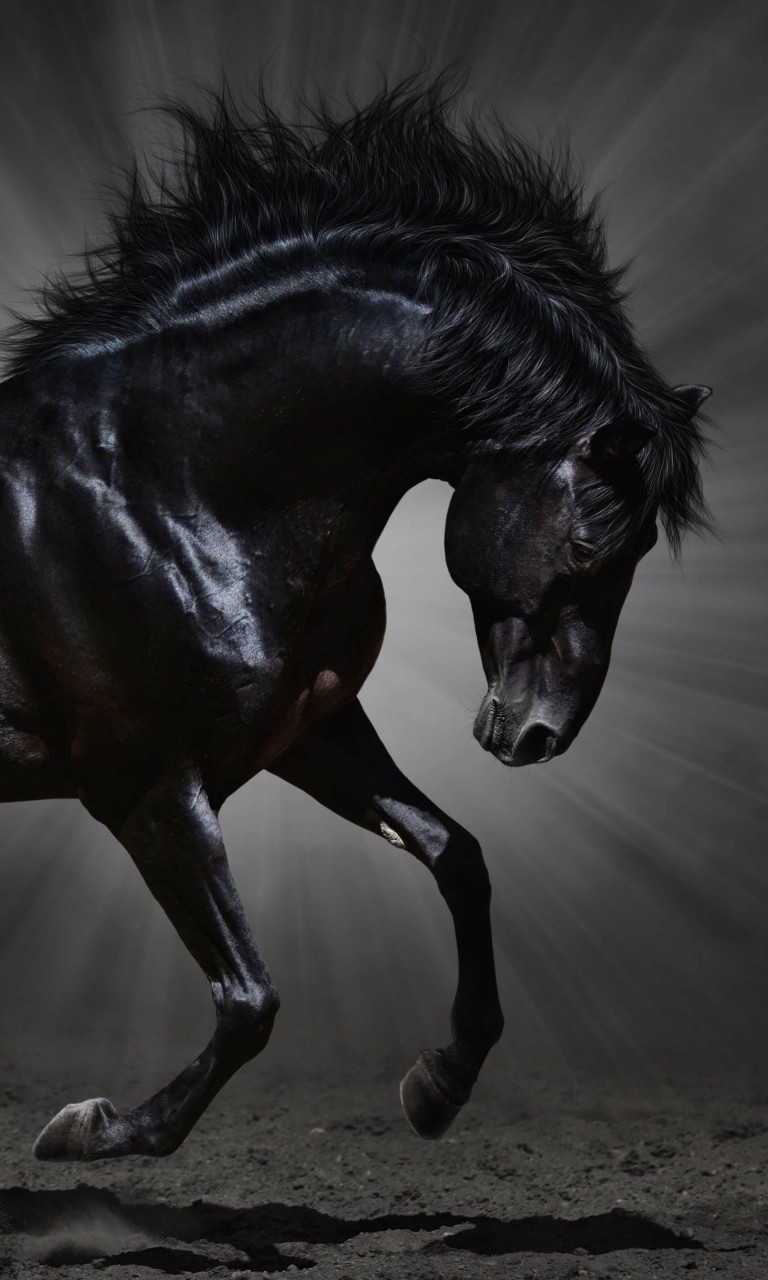 Dark Horse Wallpaper for Google Nexus 4