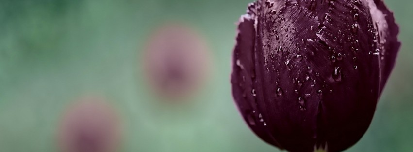 Deep Purple Tulip Wallpaper for Social Media Facebook Cover