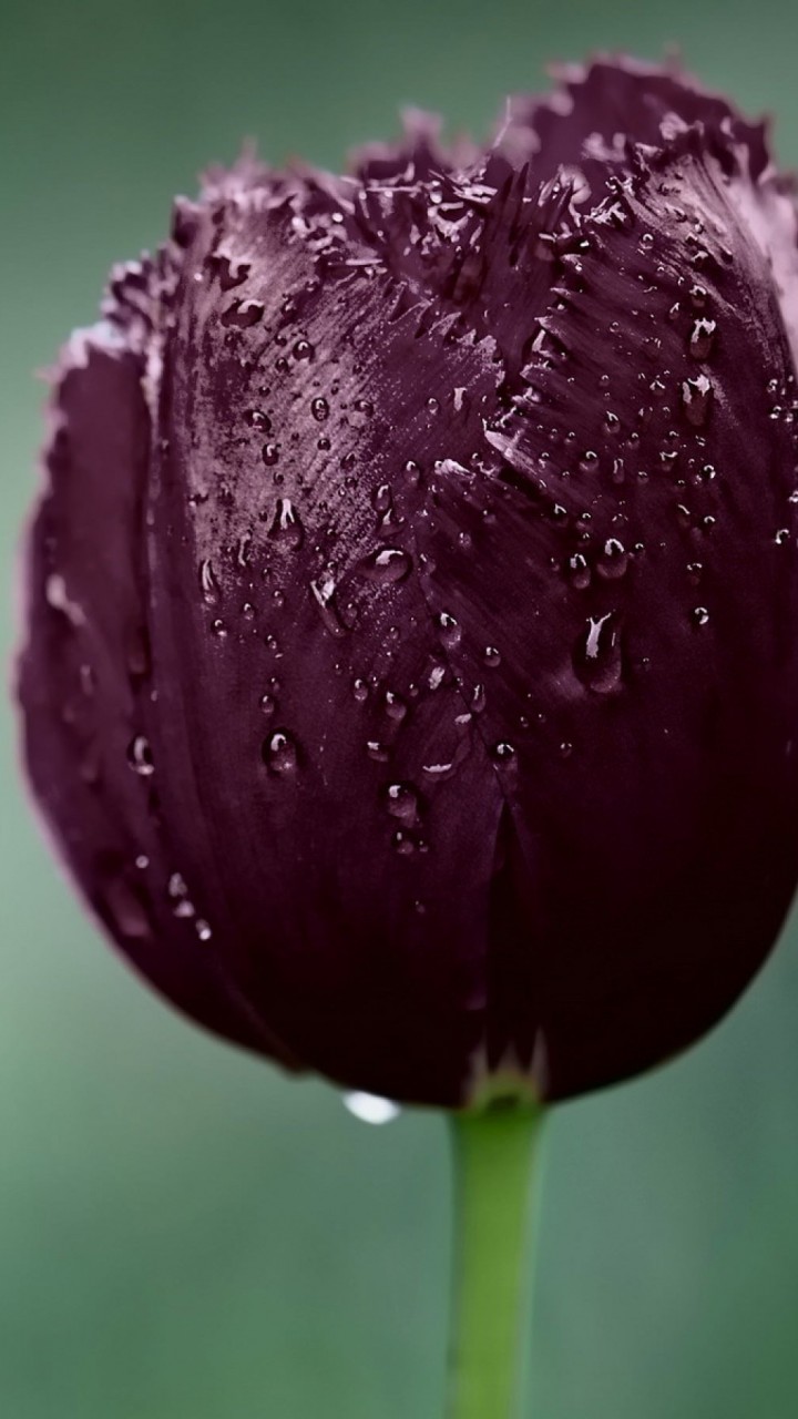 Deep Purple Tulip Wallpaper for SAMSUNG Galaxy S3