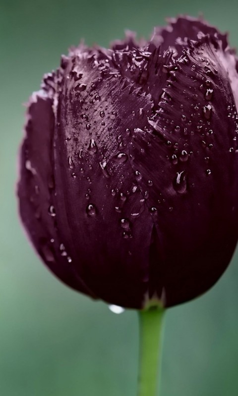 Deep Purple Tulip Wallpaper for HTC Desire HD