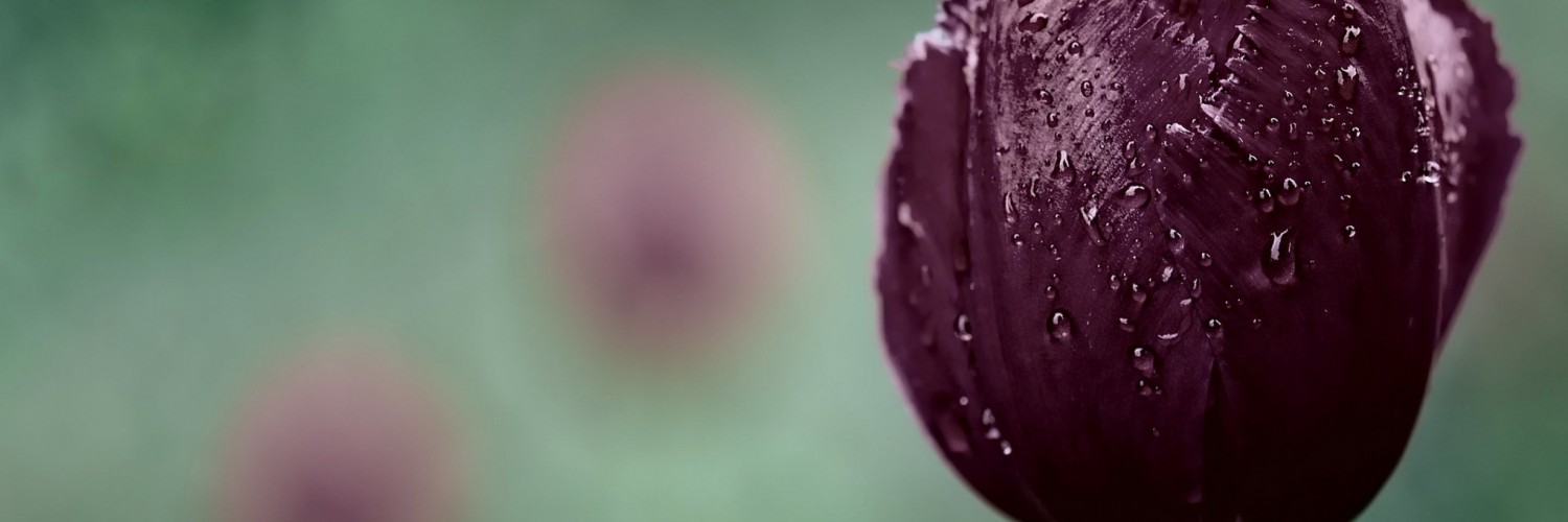 Deep Purple Tulip Wallpaper for Social Media Twitter Header