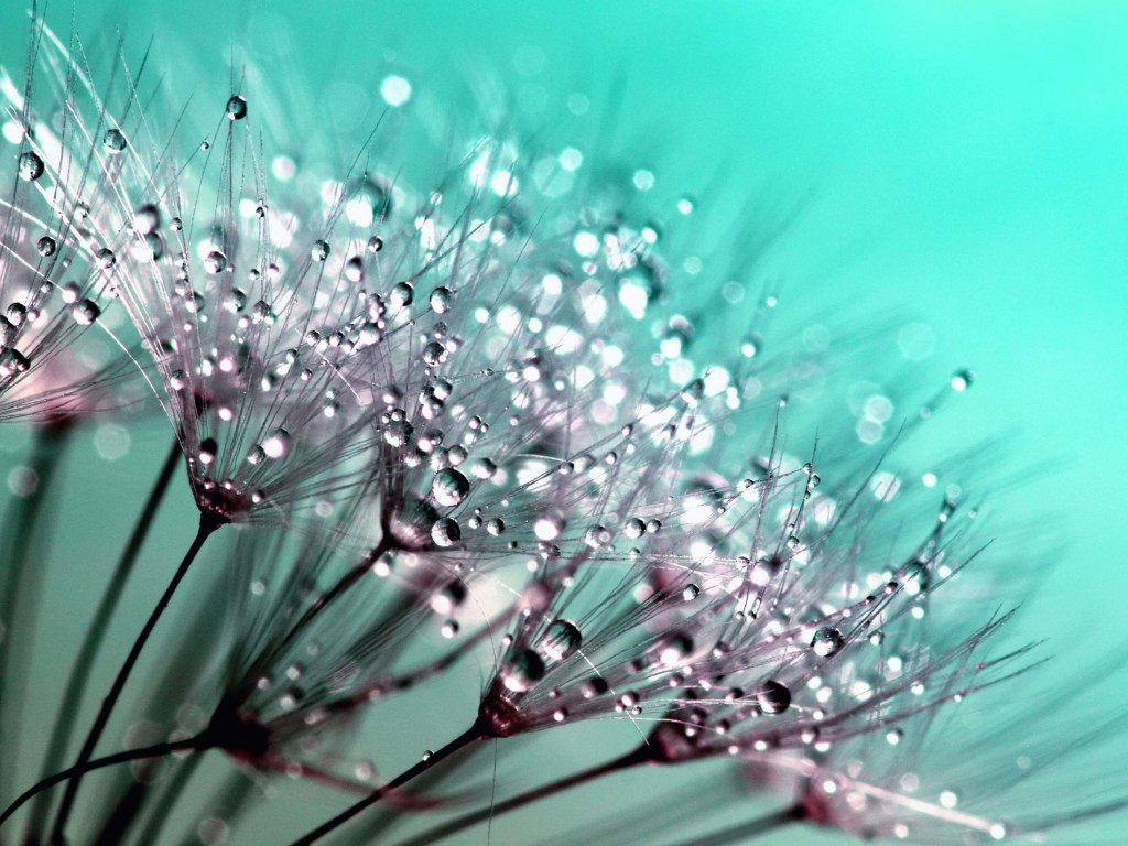 Dew Drops on Dandelion Seeds Wallpaper for Desktop 1024x768