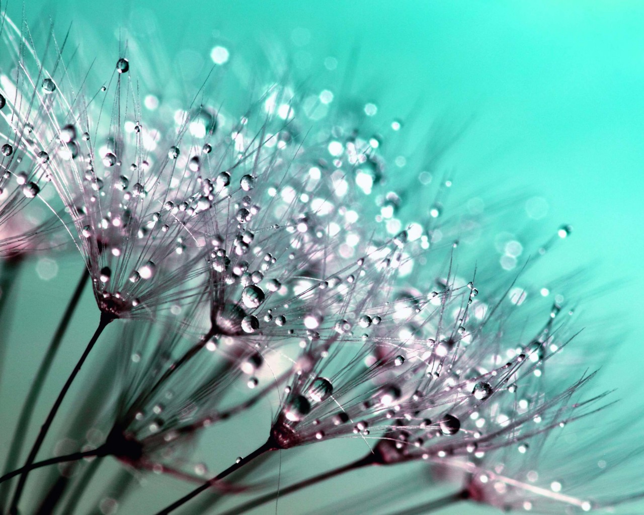 Dew Drops on Dandelion Seeds Wallpaper for Desktop 1280x1024