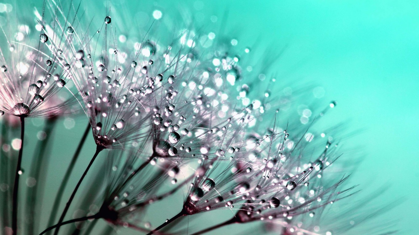 Dew Drops on Dandelion Seeds Wallpaper for Desktop 1366x768