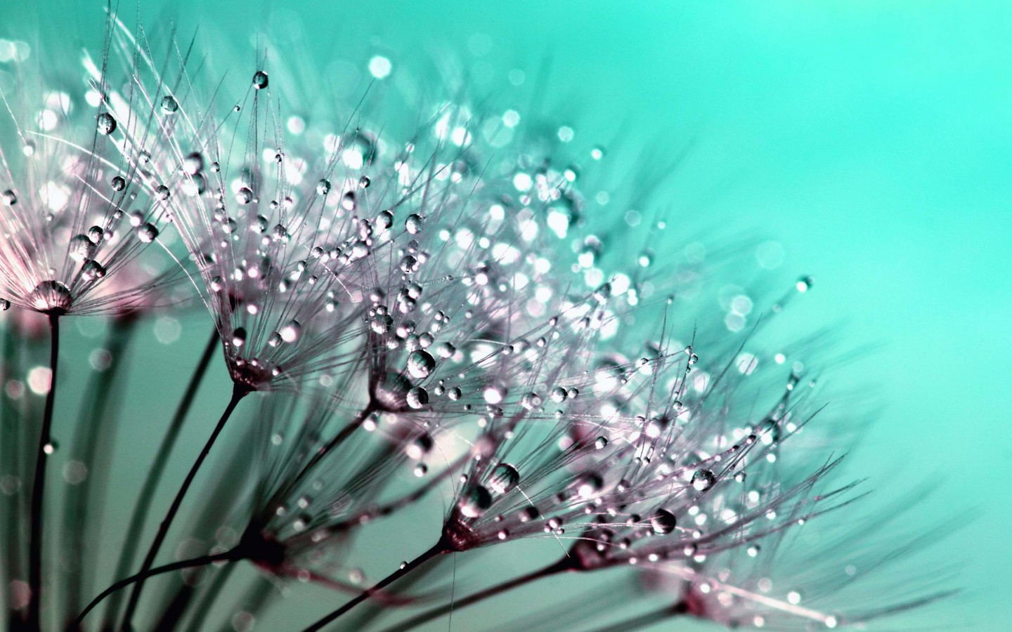 Dew Drops on Dandelion Seeds Wallpaper for Desktop 1440x900