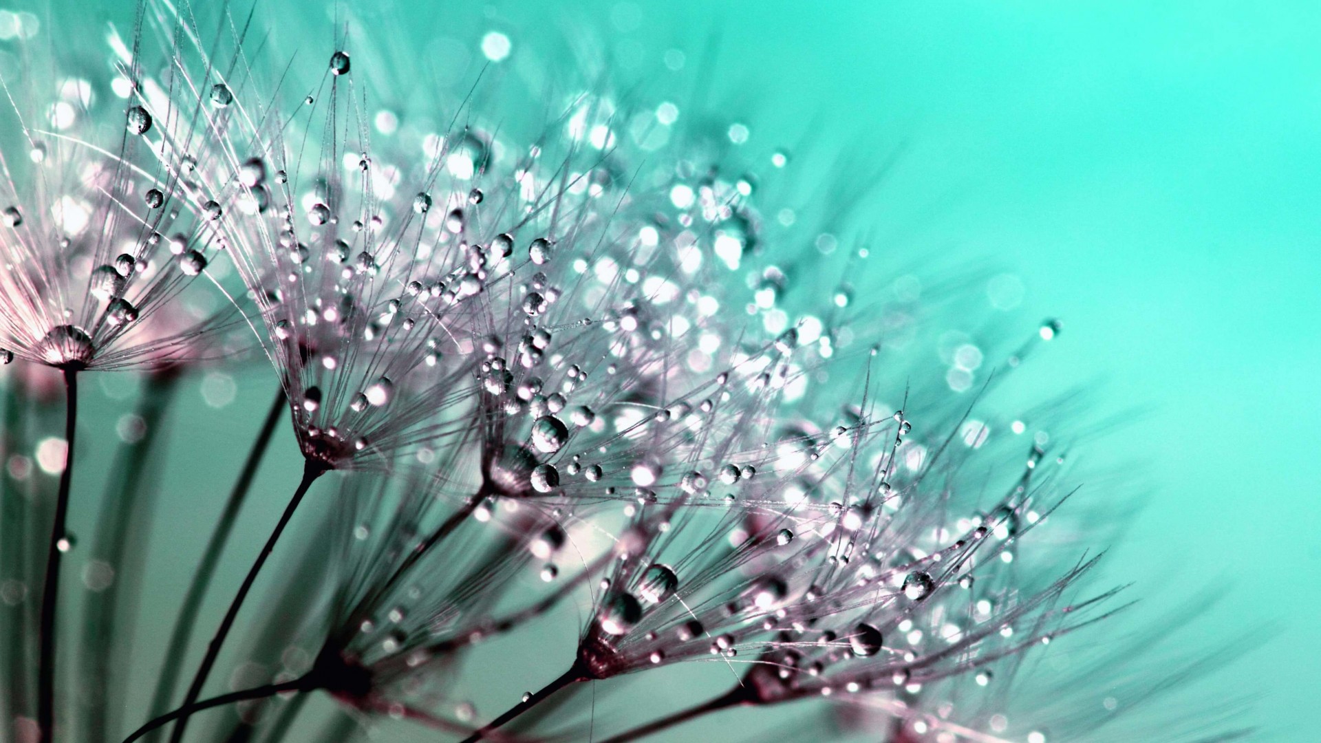 Dew Drops on Dandelion Seeds Wallpaper for Desktop 1920x1080