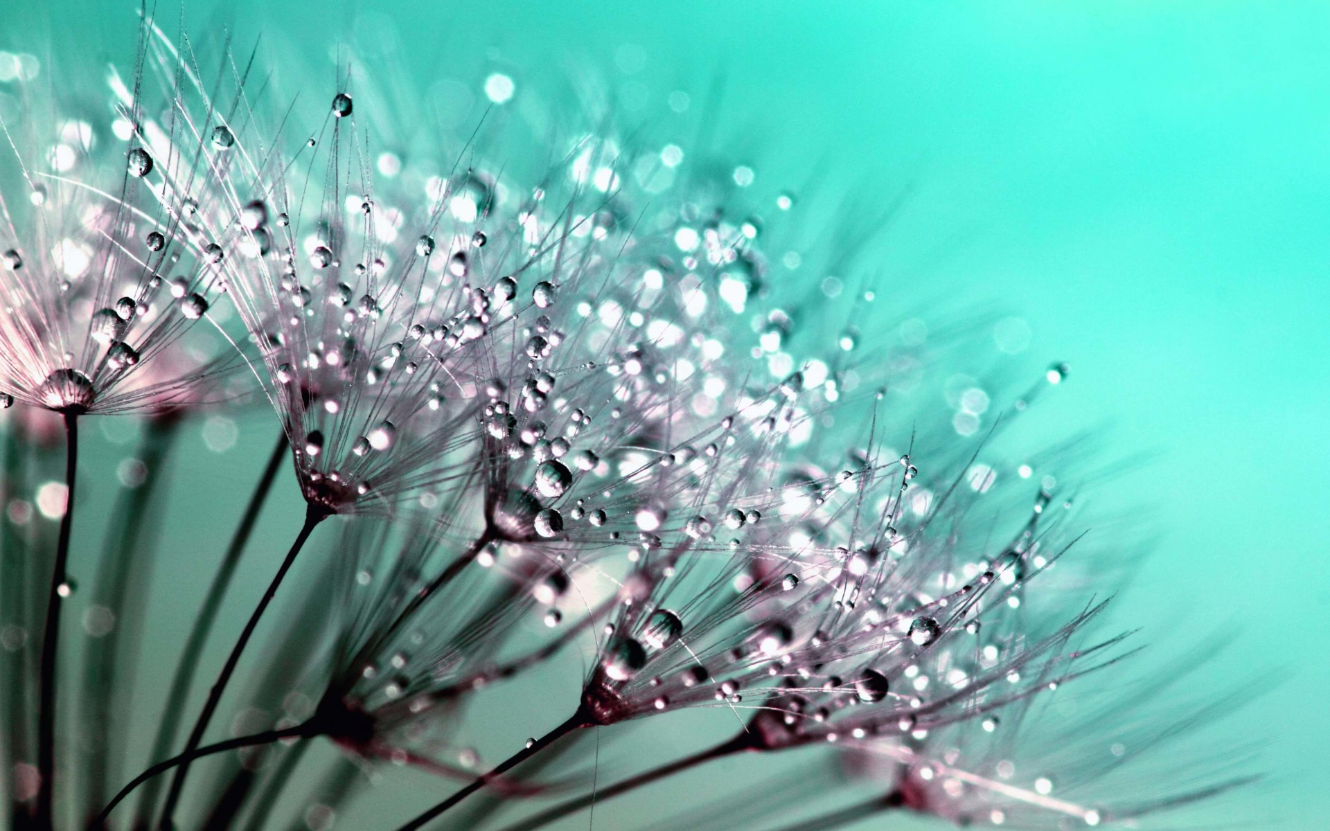 Dew Drops on Dandelion Seeds Wallpaper for Desktop 1920x1200