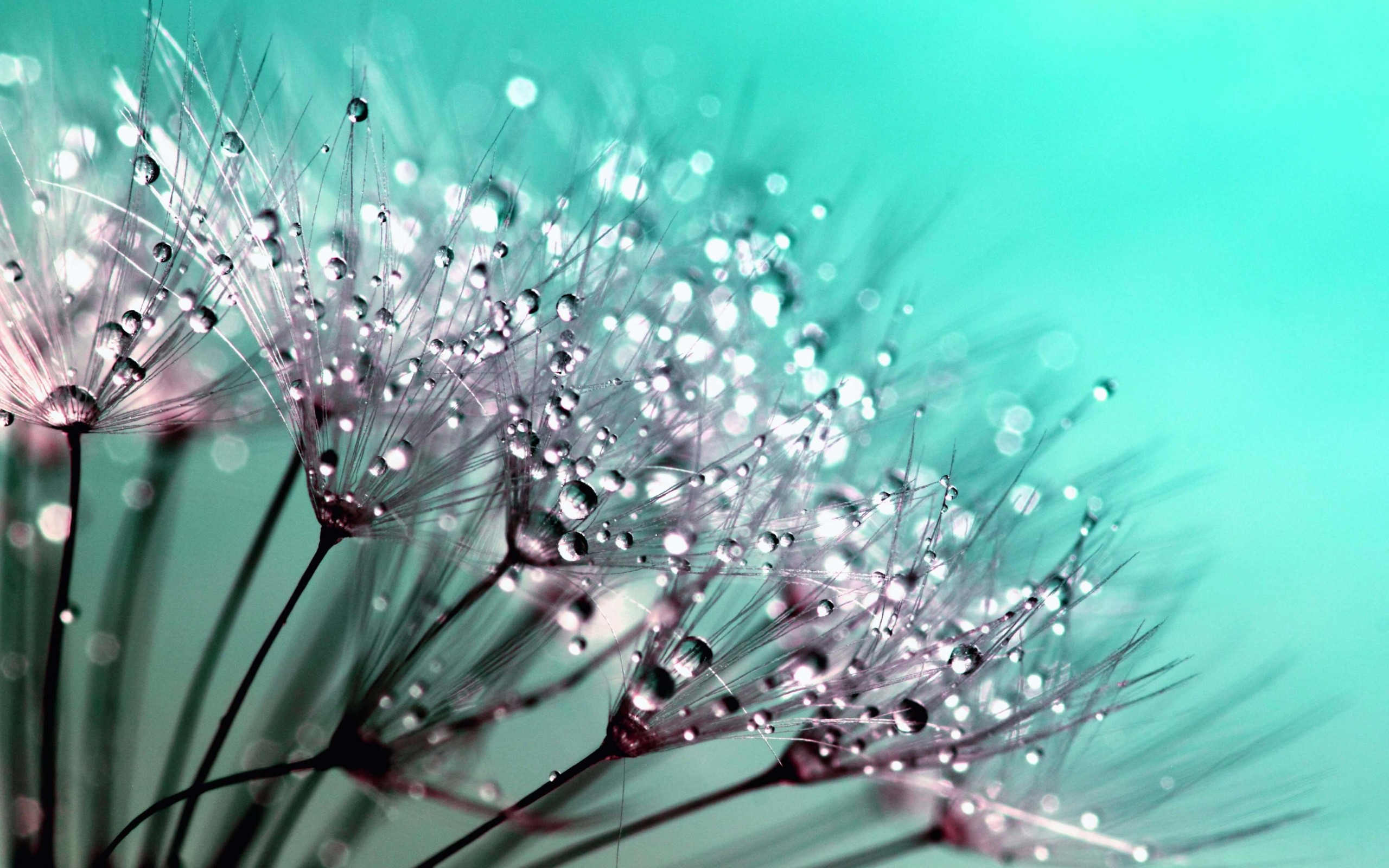 Dew Drops on Dandelion Seeds Wallpaper for Desktop 2560x1600