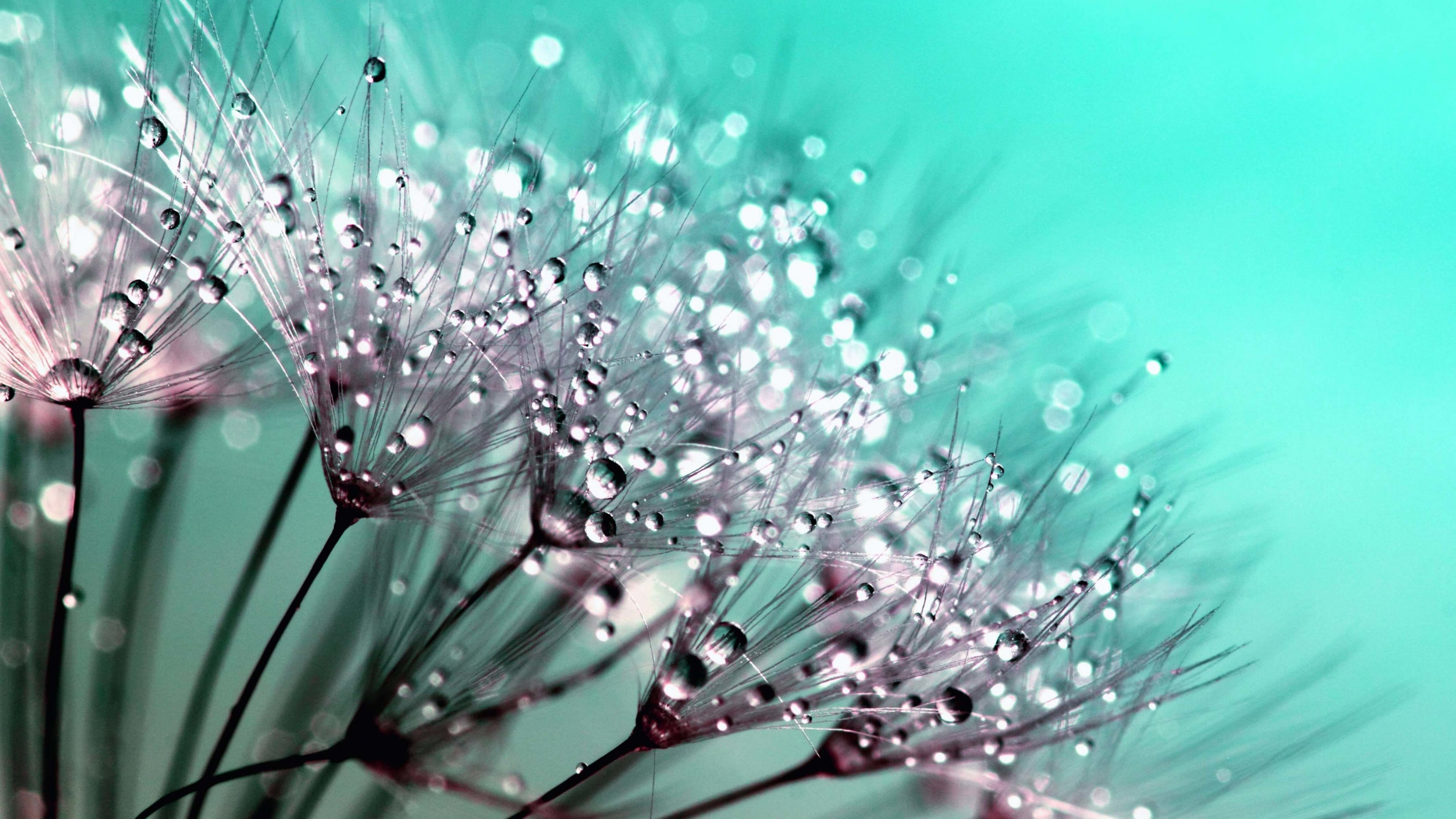 Dew Drops on Dandelion Seeds Wallpaper for Desktop 4K 3840x2160