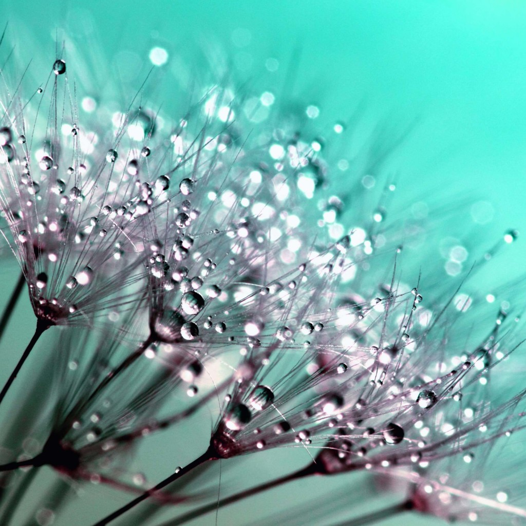 Dew Drops on Dandelion Seeds Wallpaper for Apple iPad 2