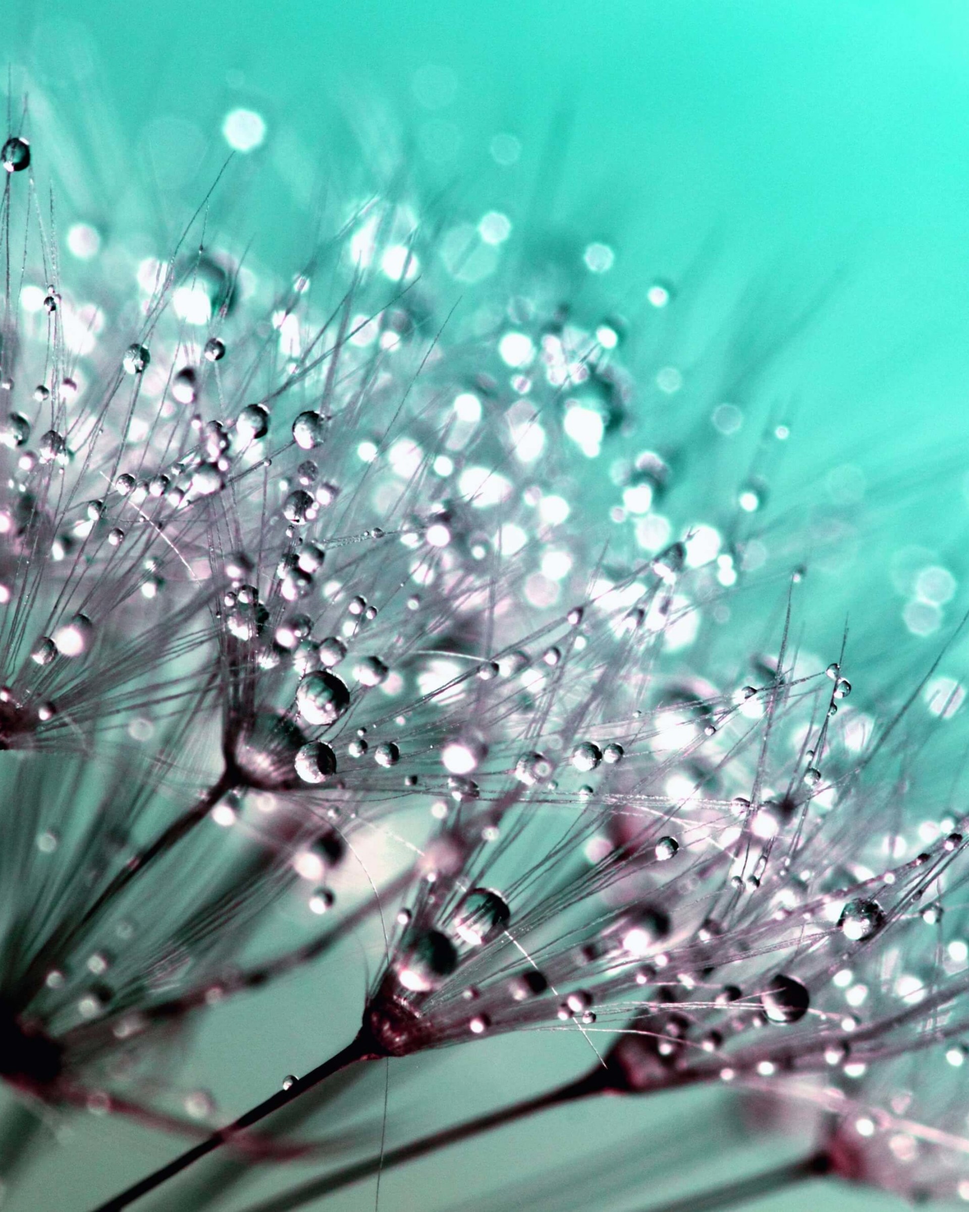 Dew Drops on Dandelion Seeds Wallpaper for Google Nexus 7