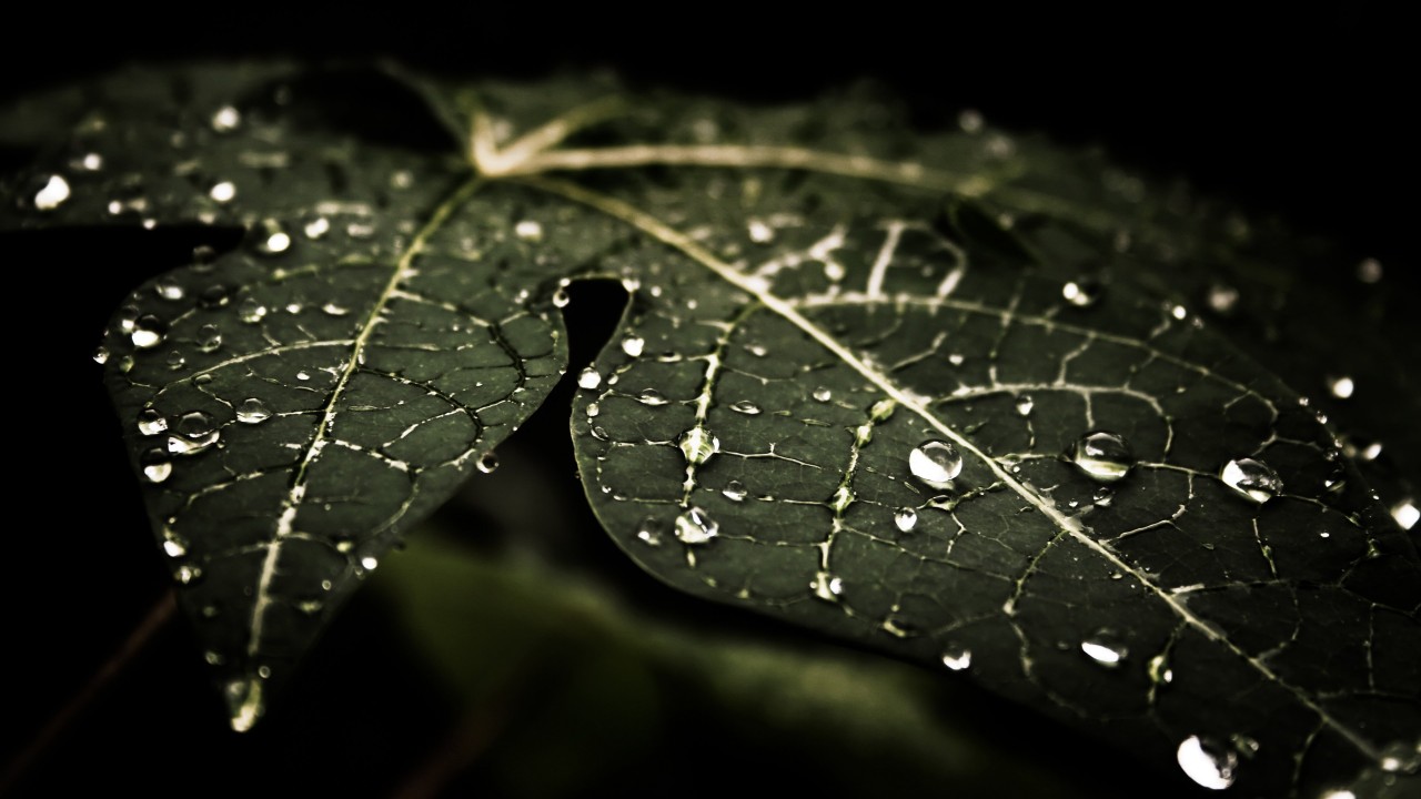 Droplets On Leaves Wallpaper for Desktop 1280x720