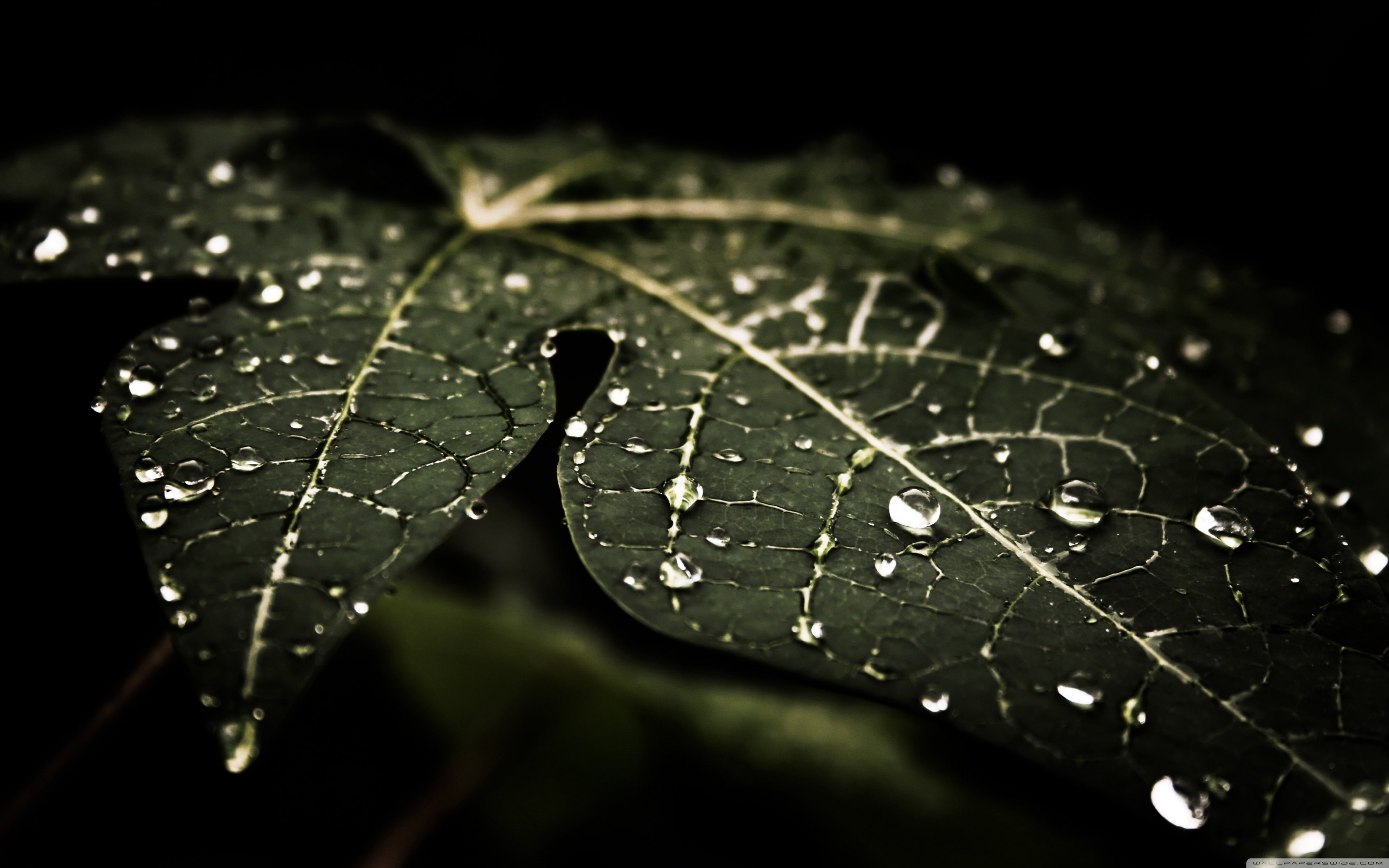 Droplets On Leaves Wallpaper for Desktop 2880x1800
