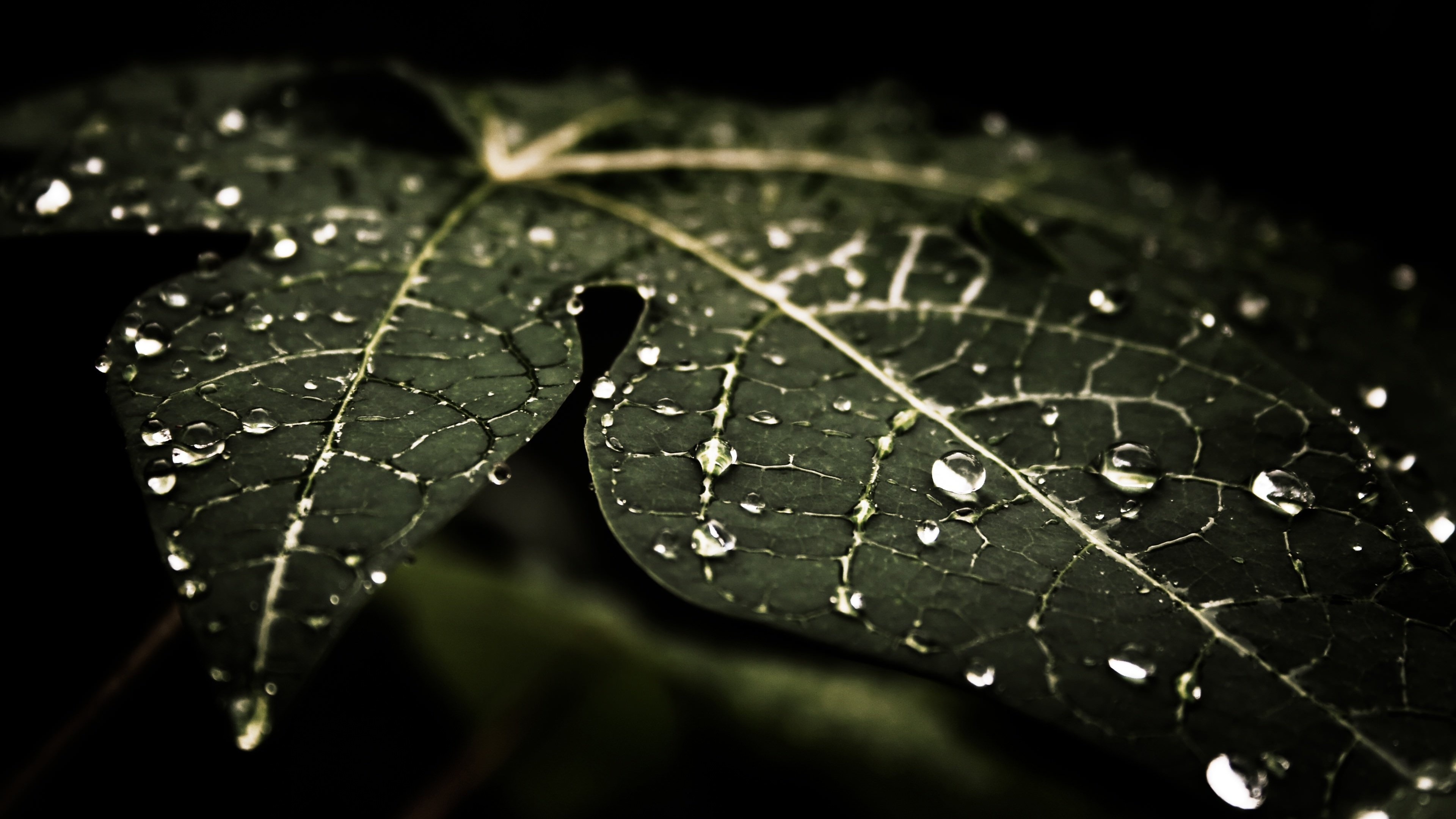 Droplets On Leaves Wallpaper for Desktop 4K 3840x2160