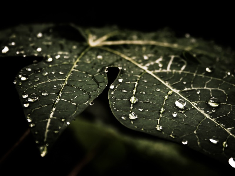 Droplets On Leaves Wallpaper for Desktop 800x600