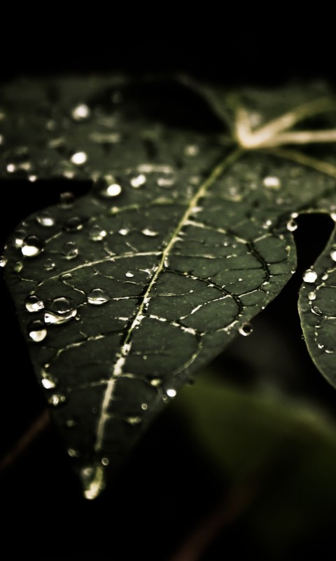 Droplets On Leaves Wallpaper for HTC Desire HD