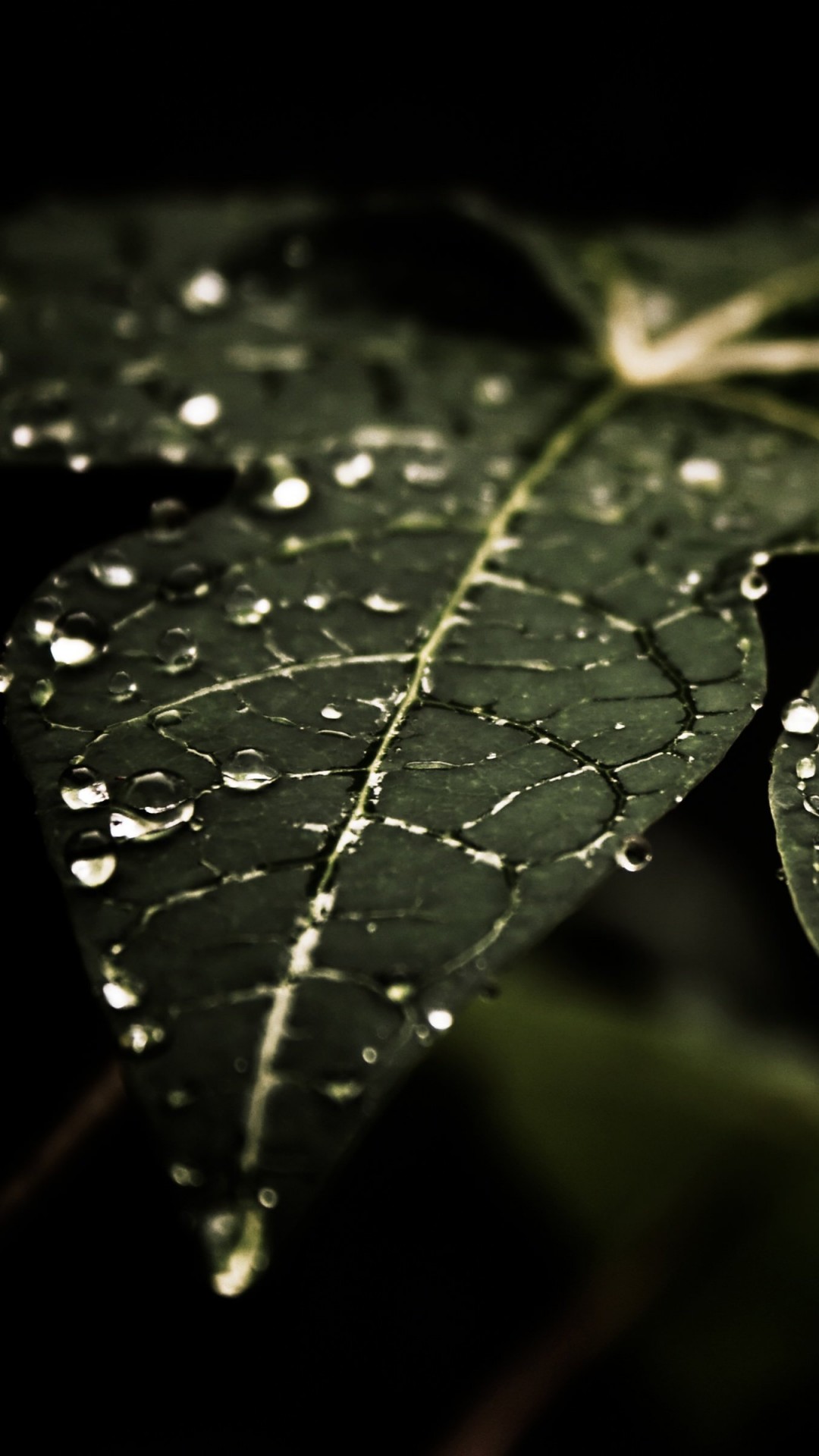 Droplets On Leaves Wallpaper for HTC One