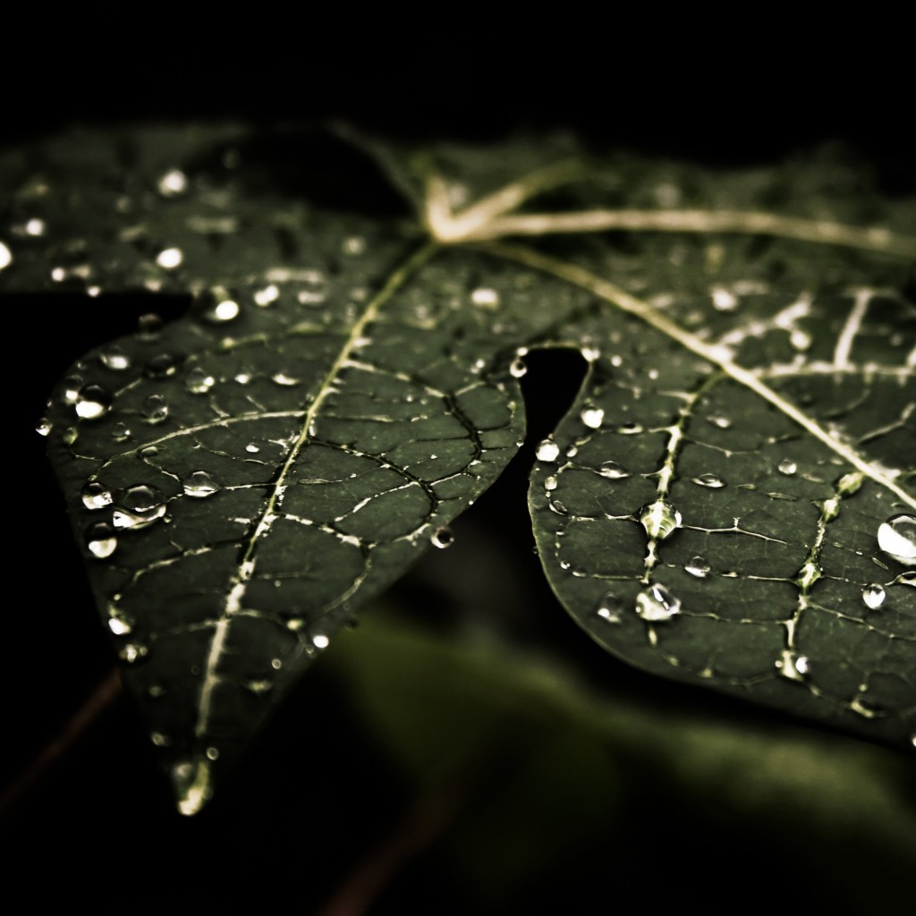 Droplets On Leaves Wallpaper for Apple iPad 2