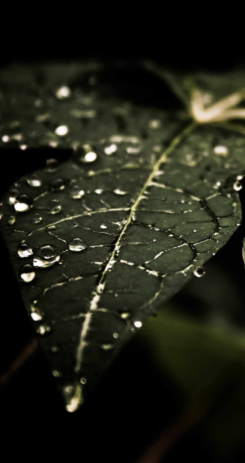 Droplets On Leaves Wallpaper for Apple iPhone 6 / 6s