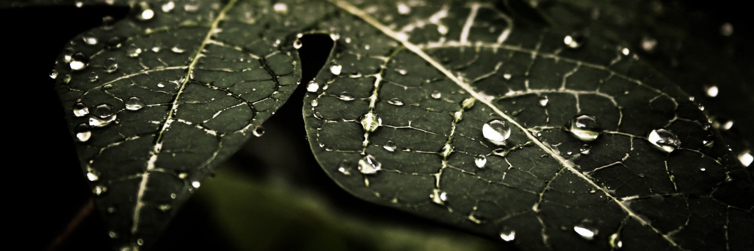 Droplets On Leaves Wallpaper for Social Media Twitter Header