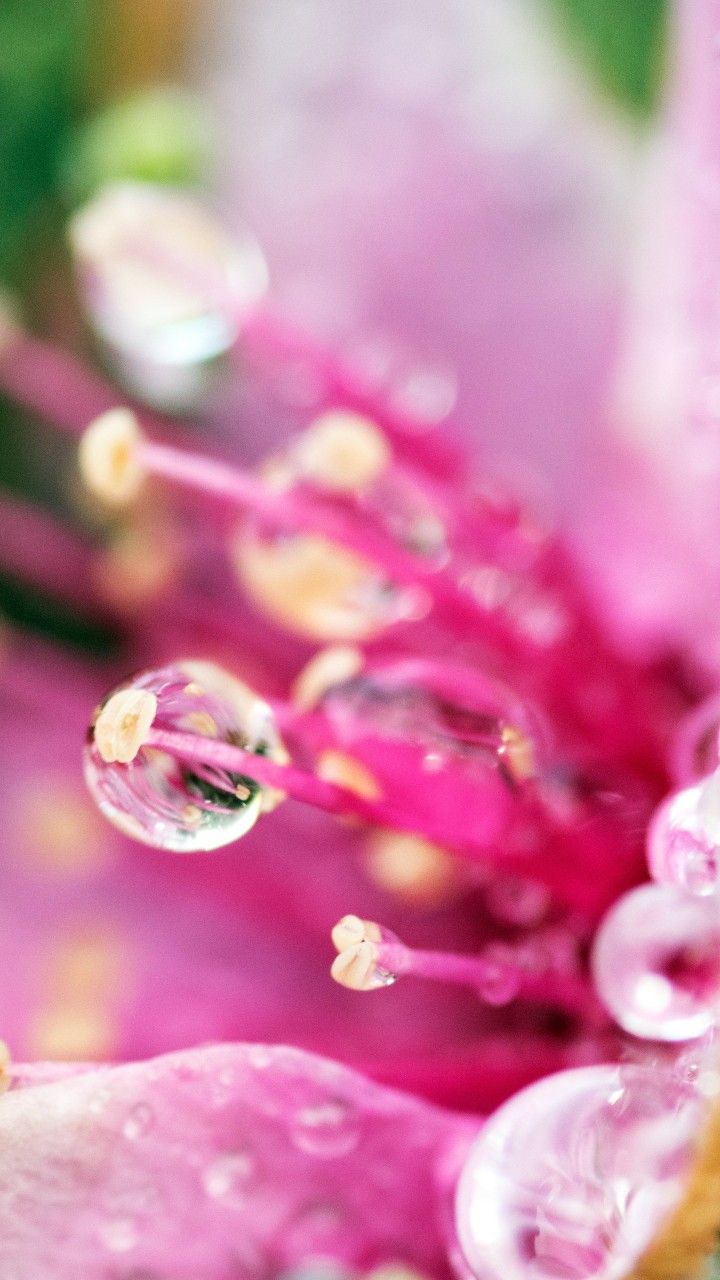 Flower Tears Wallpaper for SAMSUNG Galaxy Note 2