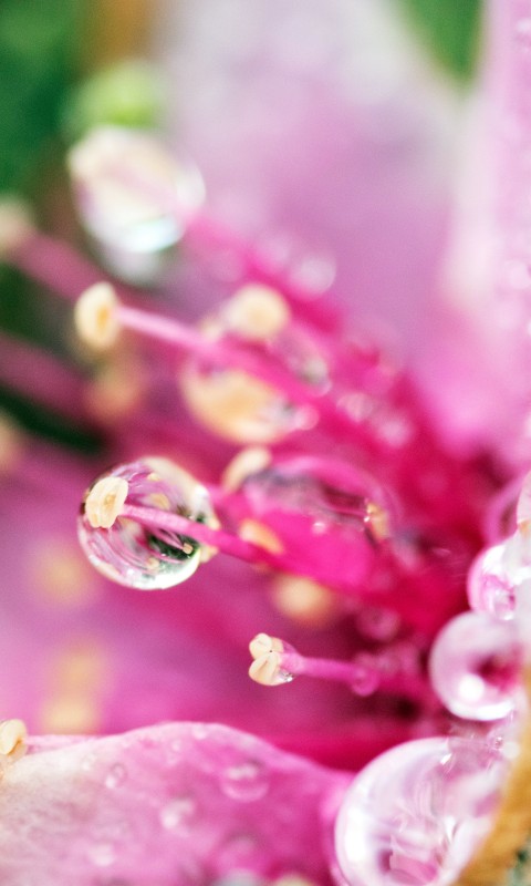 Flower Tears Wallpaper for HTC Desire HD