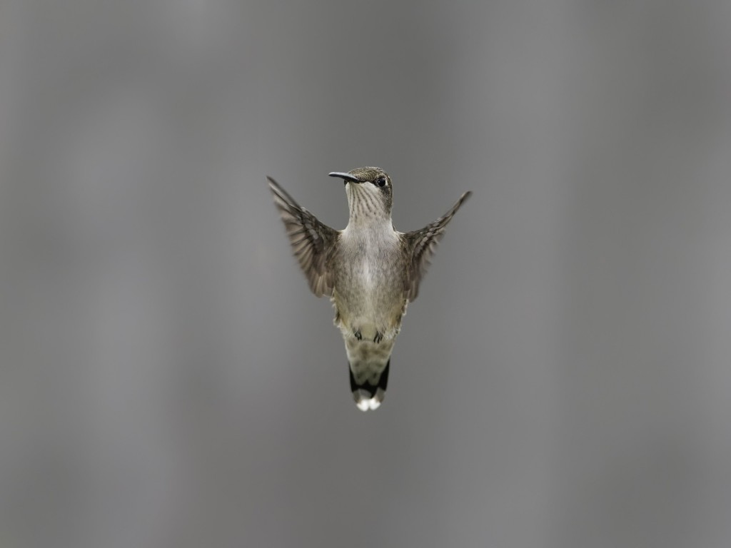 Flying Hummingbird Wallpaper for Desktop 1024x768