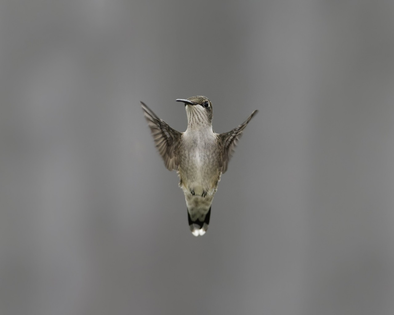 Flying Hummingbird Wallpaper for Desktop 1280x1024
