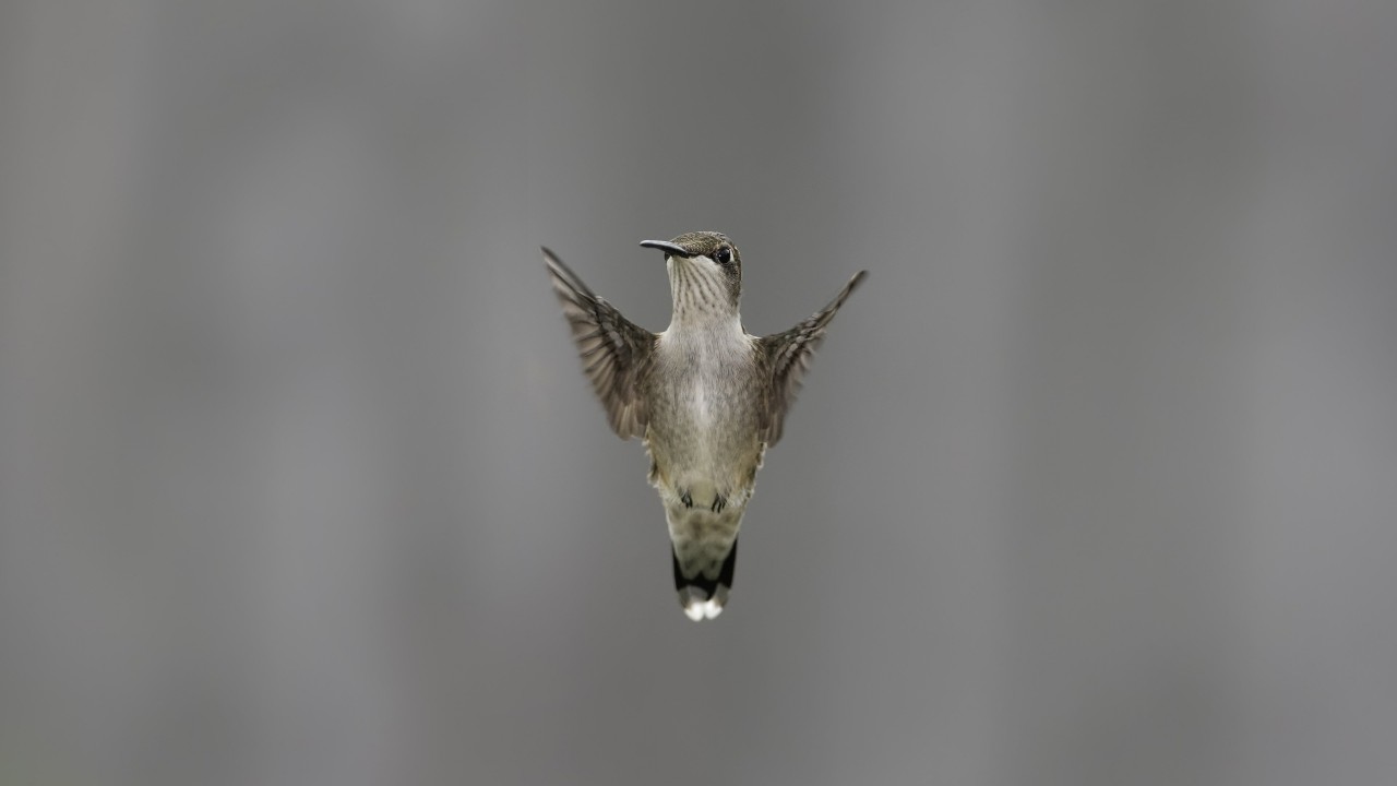 Flying Hummingbird Wallpaper for Desktop 1280x720