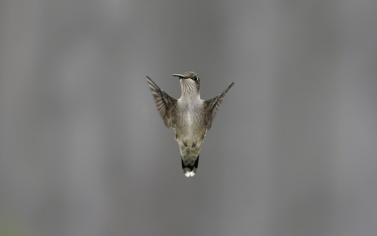Flying Hummingbird Wallpaper for Desktop 1280x800