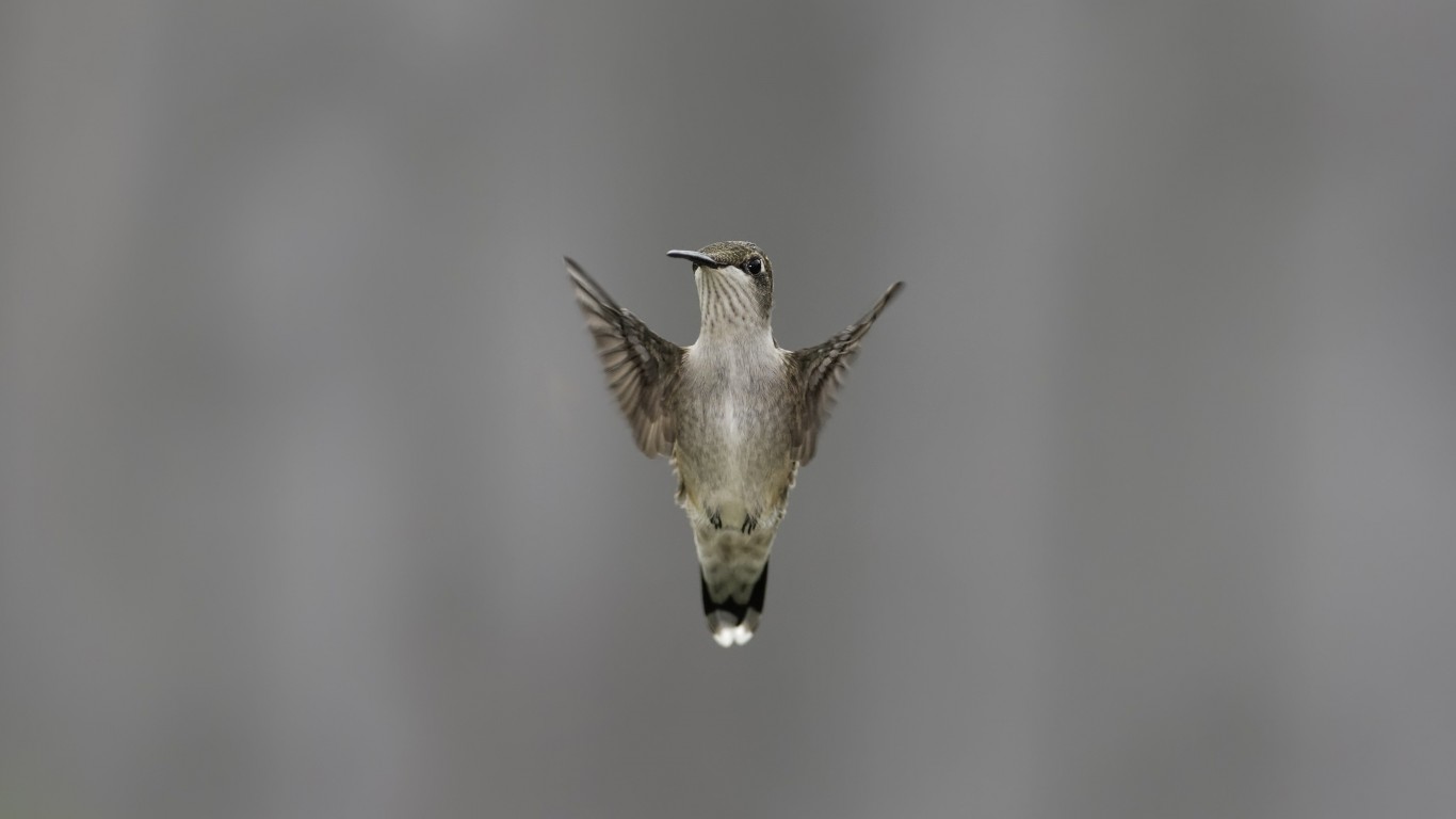 Flying Hummingbird Wallpaper for Desktop 1366x768