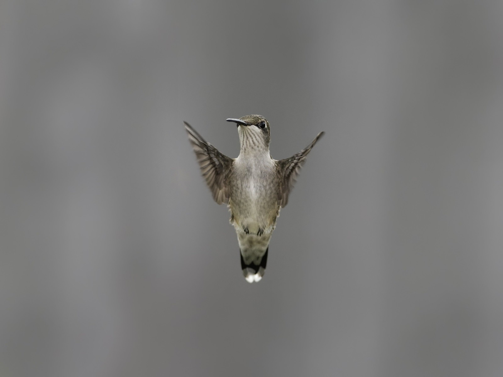 Flying Hummingbird Wallpaper for Desktop 1600x1200