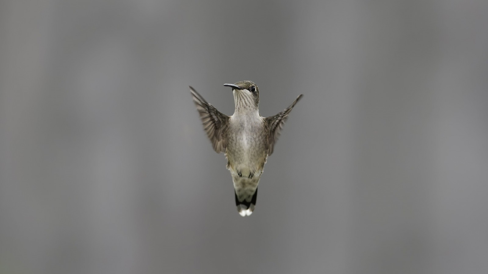 Flying Hummingbird Wallpaper for Desktop 1600x900