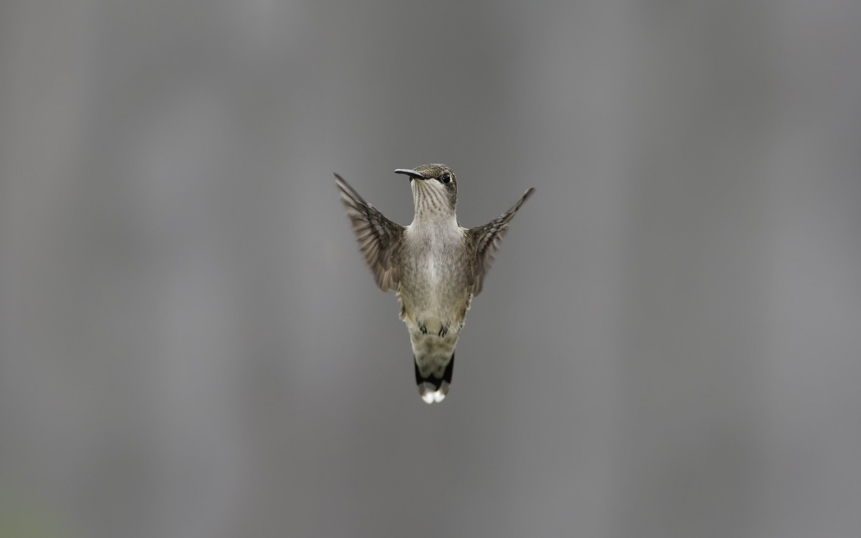 Flying Hummingbird Wallpaper for Desktop 1680x1050