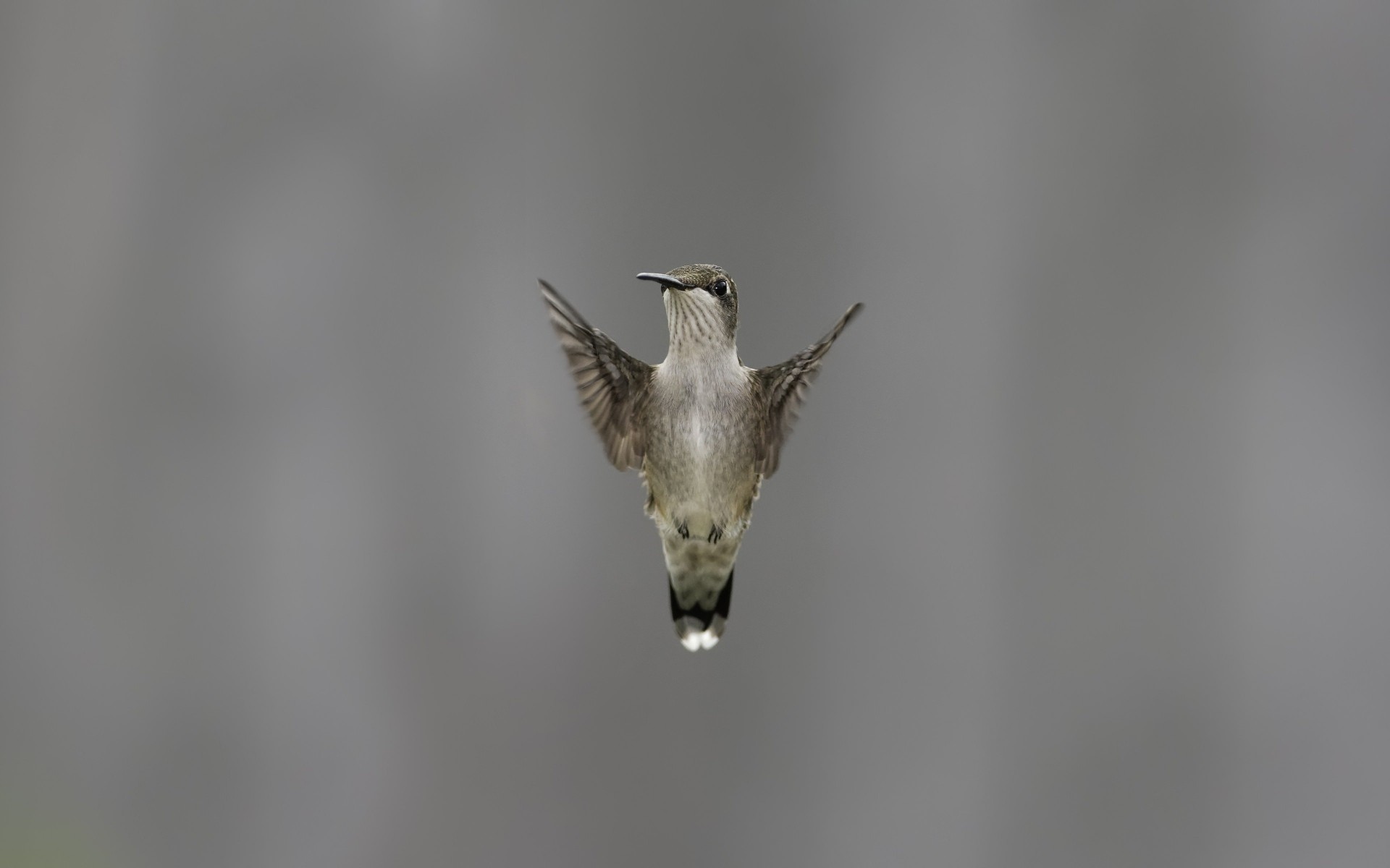 Flying Hummingbird Wallpaper for Desktop 1920x1200
