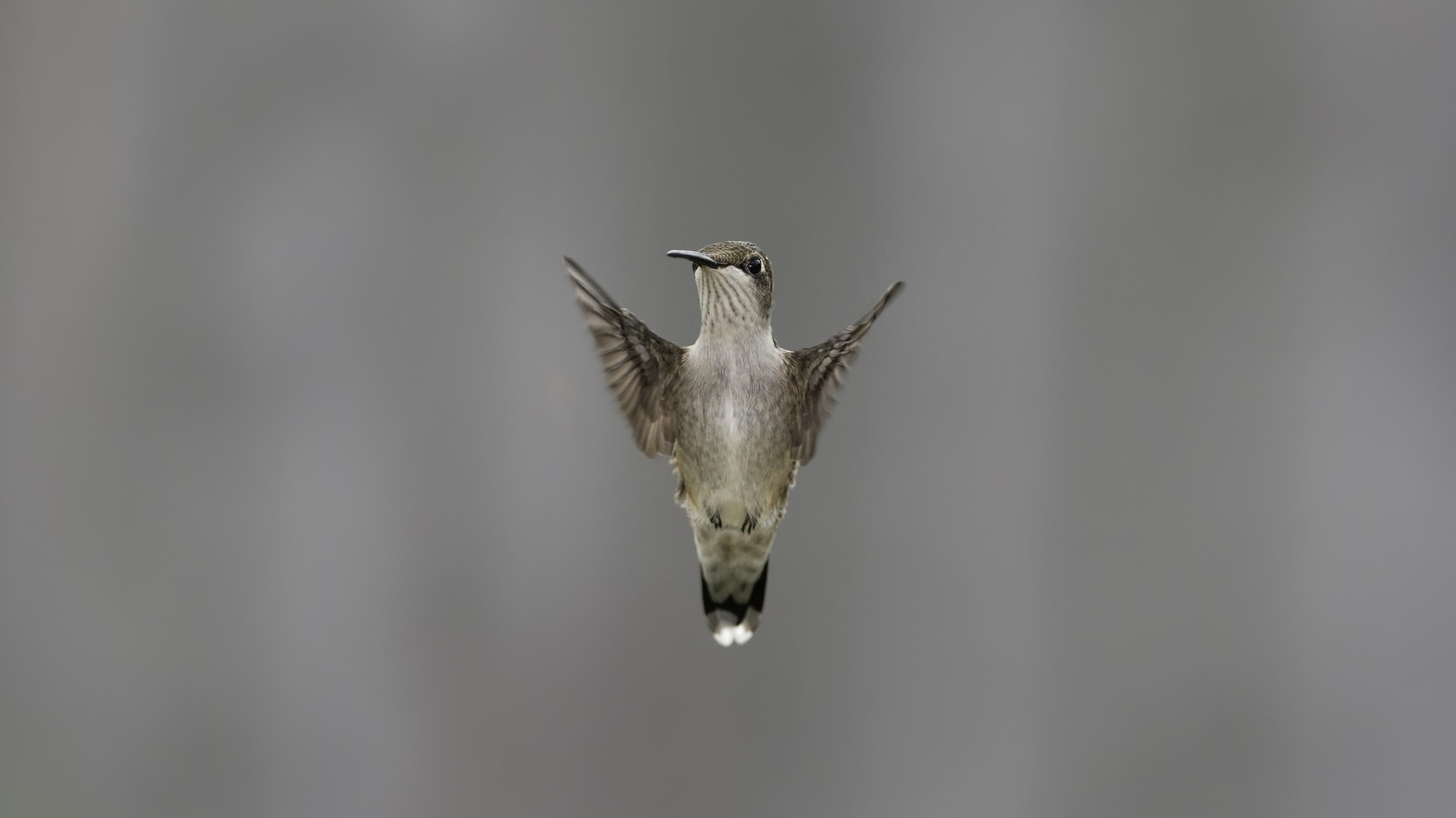 Flying Hummingbird Wallpaper for Desktop 2560x1440