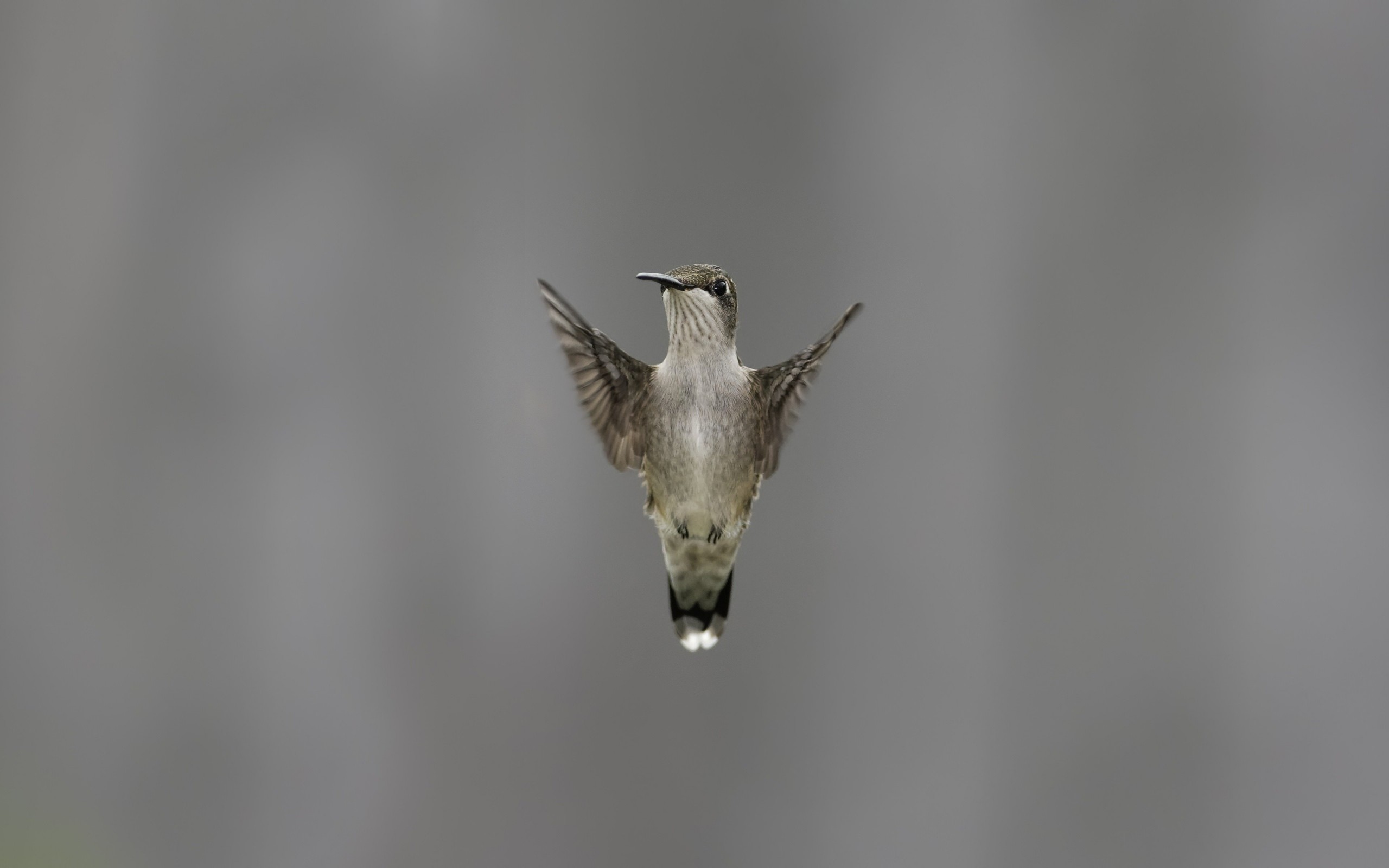 Flying Hummingbird Wallpaper for Desktop 2560x1600