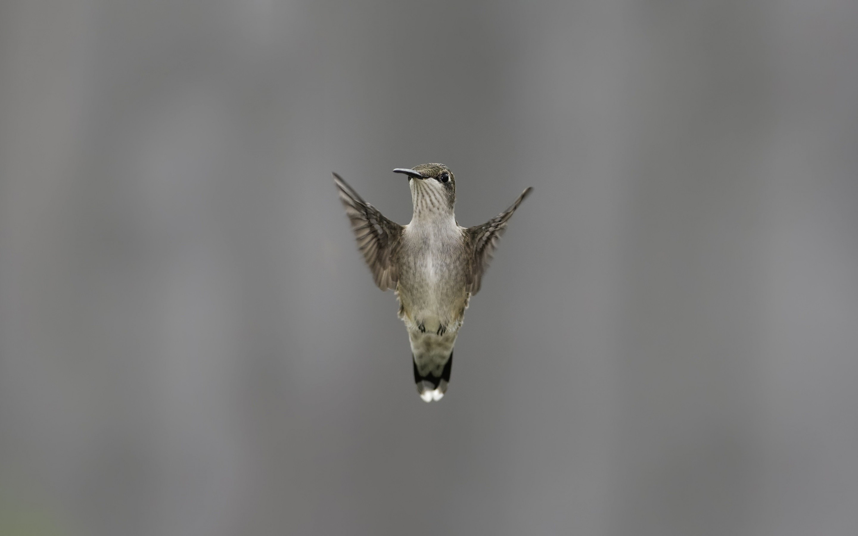 Flying Hummingbird Wallpaper for Desktop 2880x1800