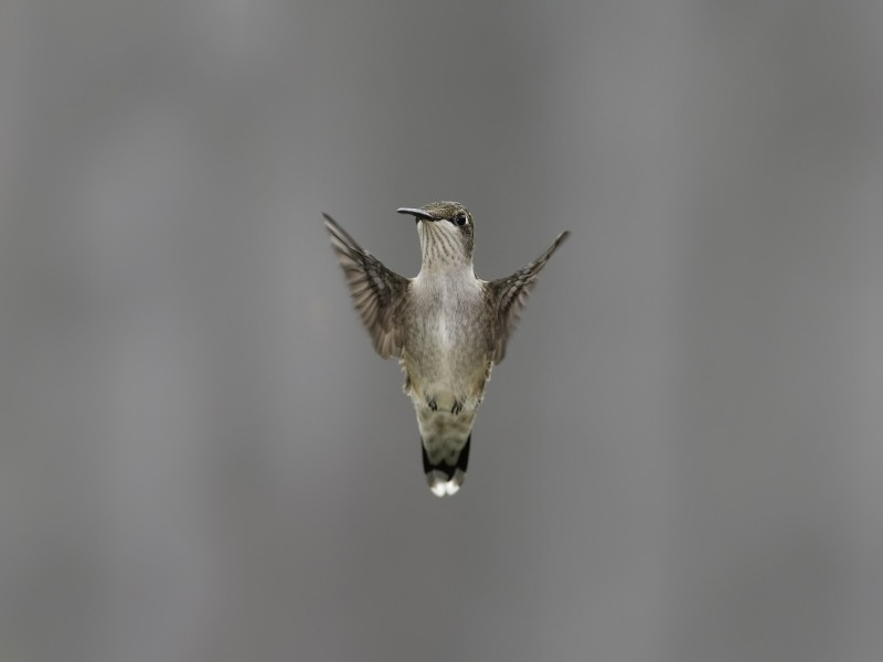 Flying Hummingbird Wallpaper for Desktop 800x600